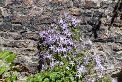 Kruipklokje (Campanula poscharskyana)