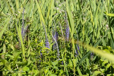 Langbladige ereprijs (Veronica longifolia)