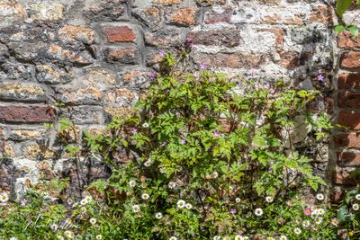 Robertskruid (Geranium robertianum)