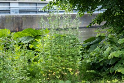Bijvoet (Artemisia vulgaris)