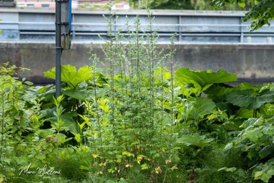 Bijvoet (Artemisia vulgaris)