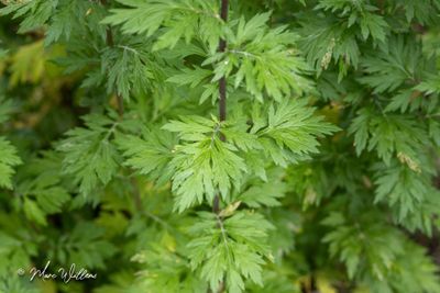 Bijvoet (Artemisia vulgaris)