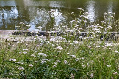 Echte valeriaan (Valeriana officinalis)