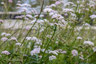 Echte valeriaan (Valeriana officinalis)