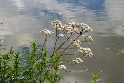 Echte valeriaan (Valeriana officinalis)