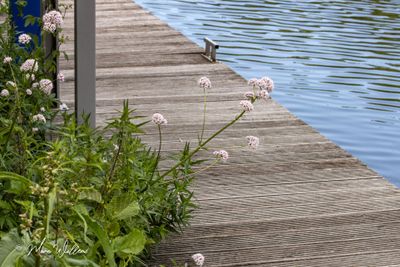 Echte valeriaan (Valeriana officinalis)