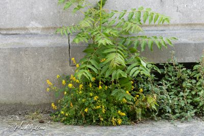 Gele helmbloem (Pseudofumaria lutea)