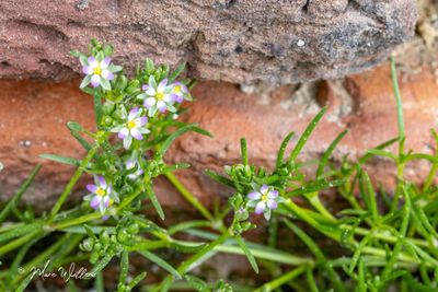 gerande schijnspurrie (Spergularia media)