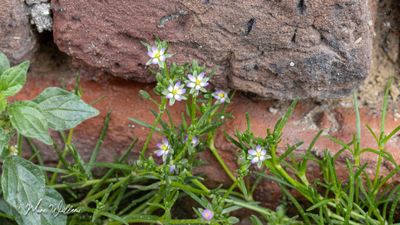 Gerande schijnspurrie (Spergularia media)