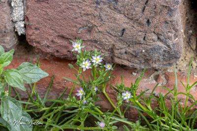 Gerande schijnspurrie (Spergularia media)