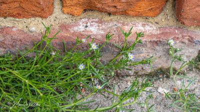 gerande schijnspurrie (Spergularia media)