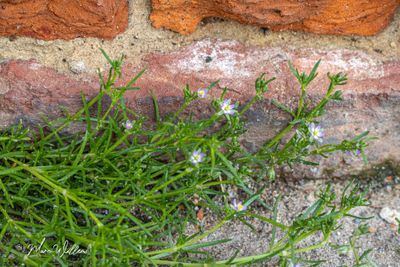 gerande schijnspurrie (Spergularia media)