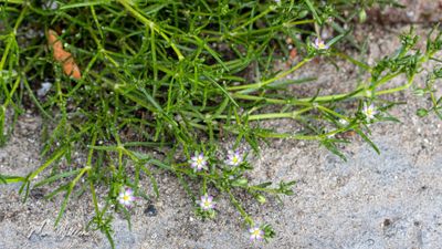 gerande schijnspurrie (Spergularia media)