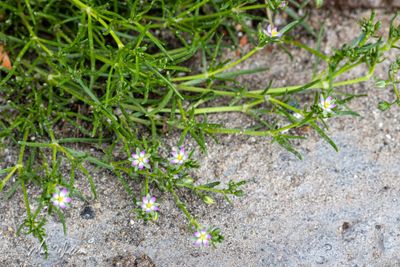 gerande schijnspurrie (Spergularia media)