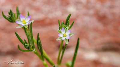 gerande schijnspurrie (Spergularia media)