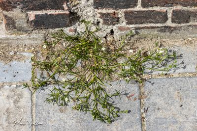 Gerande schijnspurrie (Spergularia media)