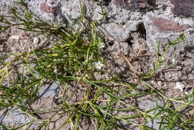 Gerande schijnspurrie (Spergularia media)