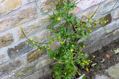Gewone raket (Sisymbrium officinale)