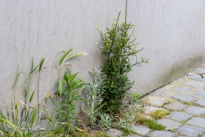 Gewone raket (Sisymbrium officinale)