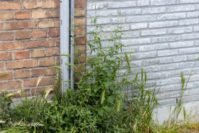 Gewone raket (Sisymbrium officinale)