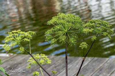 Grote engelwortel (Angelica archangelica)