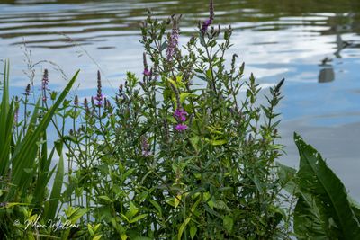 Grote kattenstaart (Lythrum salicaria)