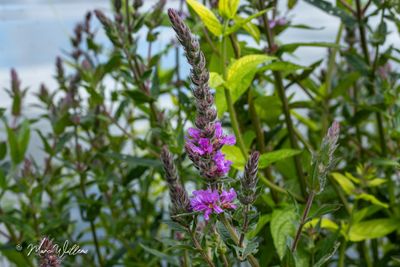 Grote kattenstaart (Lythrum salicaria)