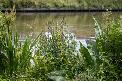 Grote kattenstaart (Lythrum salicaria)