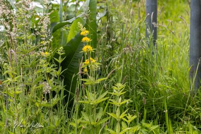 Grote wederik (Lysimachia vulgaris)