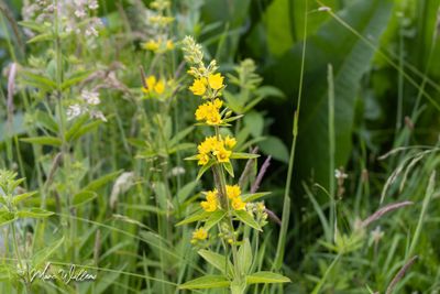 Grote wederik (Lysimachia vulgaris)