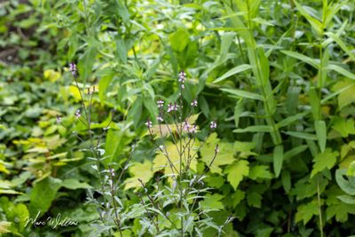 IJzerhard (Verbena officinalis)