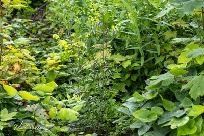 IJzerhard (Verbena officinalis)