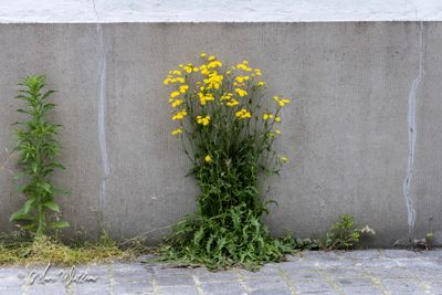 Klein streepzaad (Crepis capillaris)