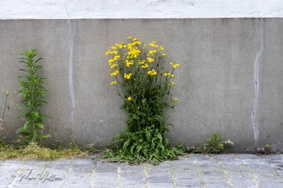 Klein streepzaad (Crepis capillaris)