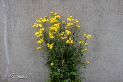 Klein streepzaad (Crepis capillaris)