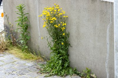 Klein streepzaad (Crepis capillaris)