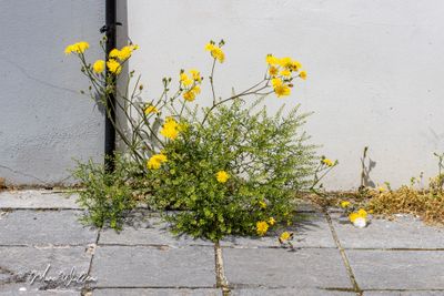 Klein streepzaad en steenkruidkers
