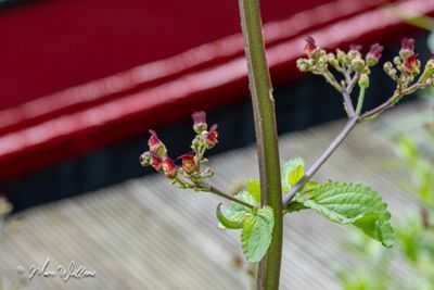 Knopig helmkruid (Scrophularia nodosa)- detail bloem