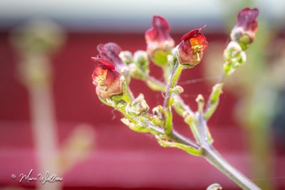 Knopig helmkruid (Scrophularia nodosa)- detail bloem