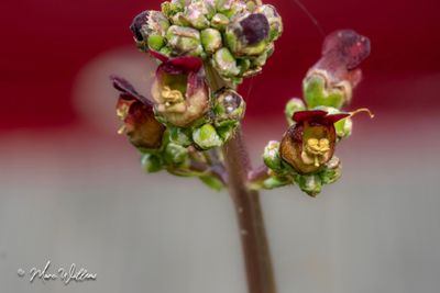 Knopig helmkruid (Scrophularia nodosa)- detail bloem