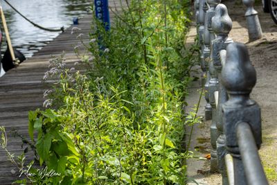 Knopig helmkruid (Scrophularia nodosa)