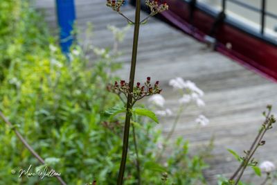 Knopig helmkruid (Scrophularia nodosa)