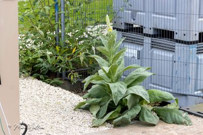 Koningskaars (Verbascum thapsus)