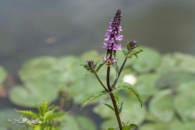 Moerasandoorn (Stachys palustris)