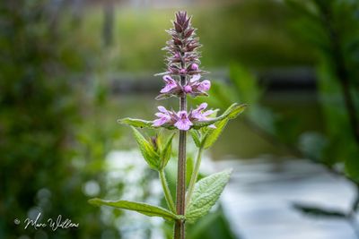 Moerasandoorn (Stachys palustris)