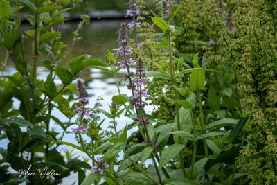 Moerasandoorn (Stachys palustris)