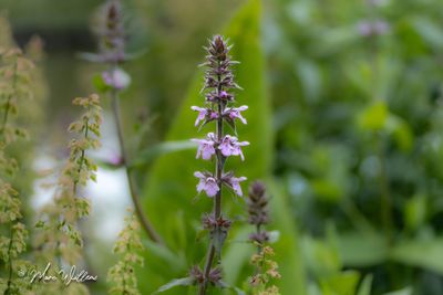 Moerasandoorn (Stachys palustris)