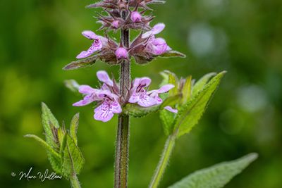 Moerasandoorn (Stachys palustris)
