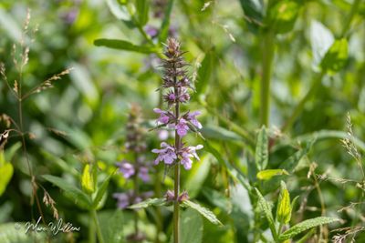 Moerasandoorn (Stachys palustris)