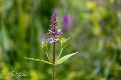 Moerasandoorn (Stachys palustris)